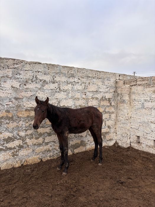 Жабагы сатылады полукров