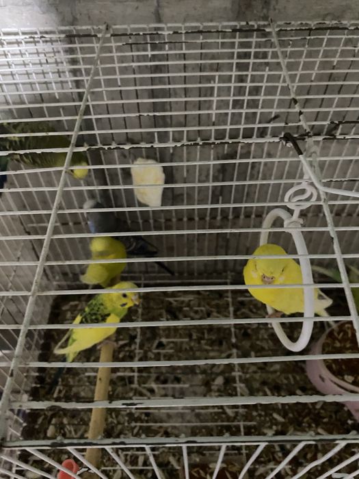 Valnisti to’tila xammasi taeyor