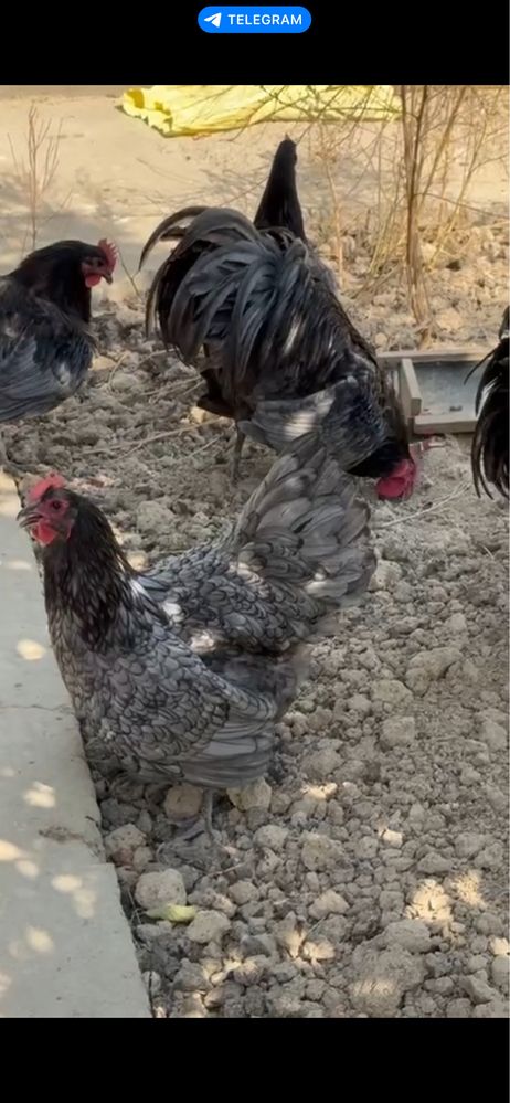 Австралорп Australorp — мясо-яичная порода циплята jo’ja жўжа