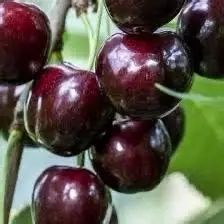 Pomi Fructiferi Clasici