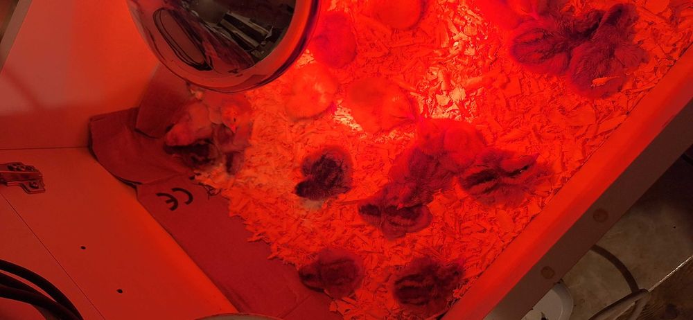 Pui de vanzare  7 lei