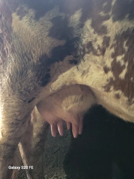 Vaca baltata frumoasa bună de lapte 5 pe 6 ani montata cu.baltat