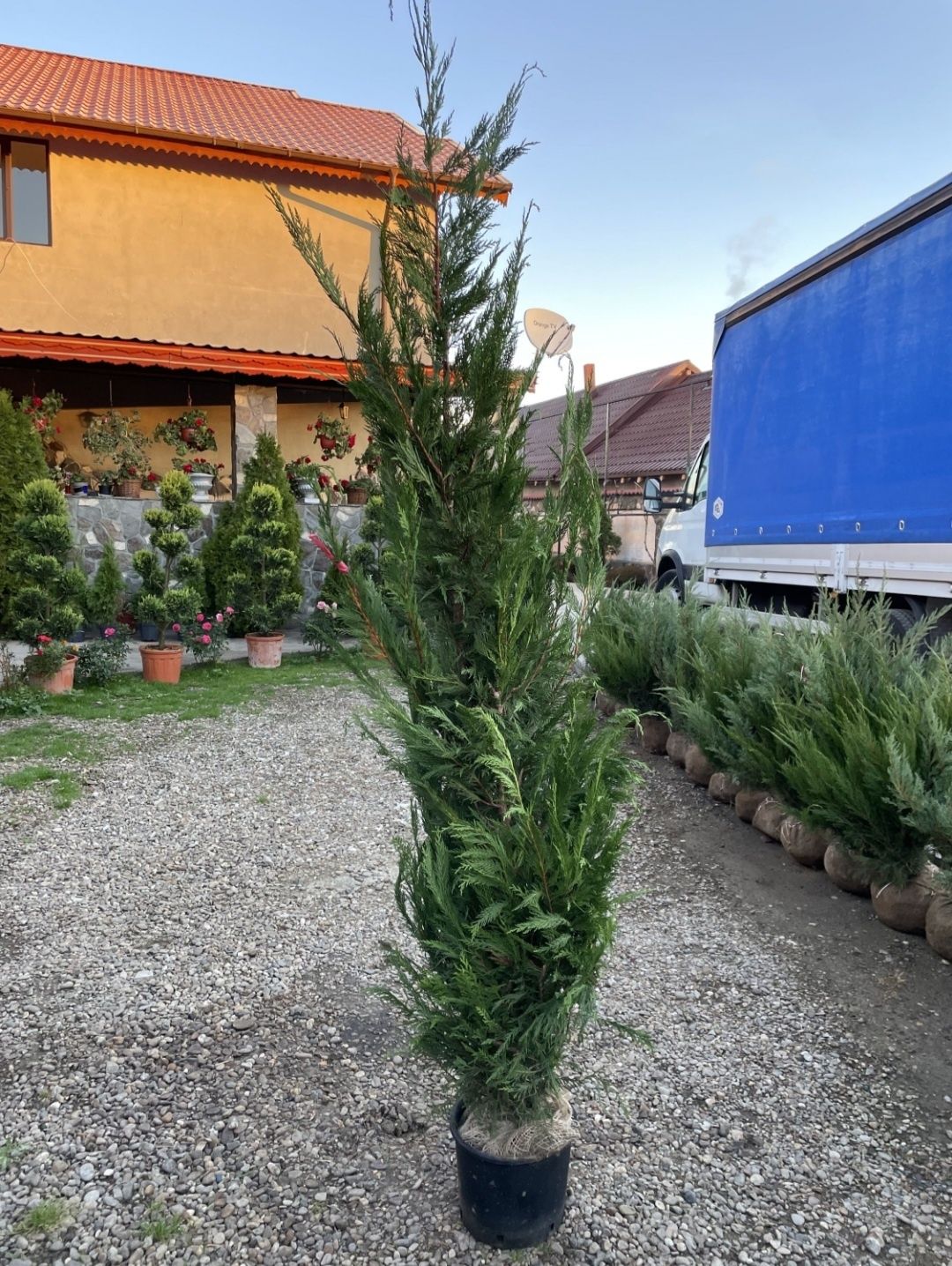 Leylandii 2.3m - 2.5m/ calitate premium/ la cel mai mic preț