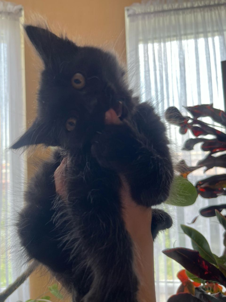 Отдам котёнка девочку