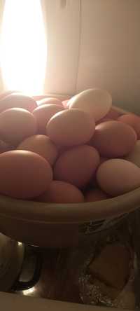 Ouă de găini de țară