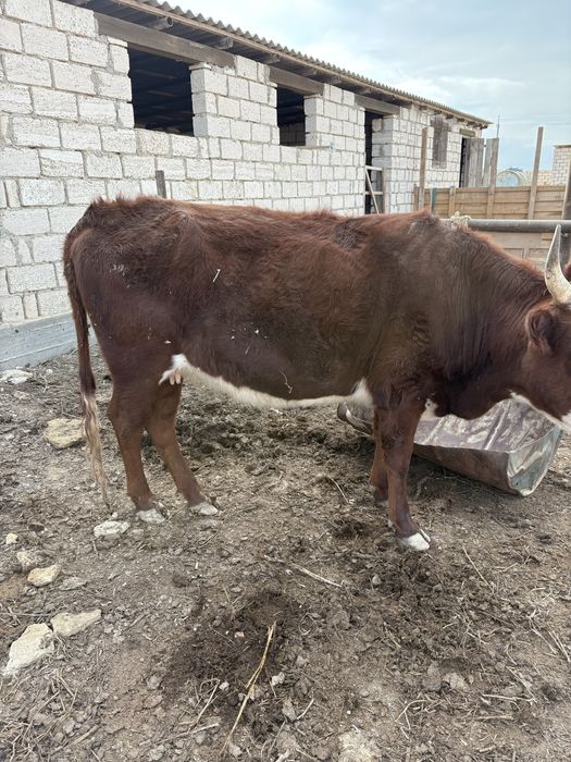 Актобеден келкен сиыр сатылады