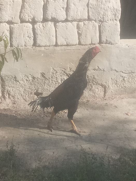 Tozzasini so'raganlarga tozza zo'r