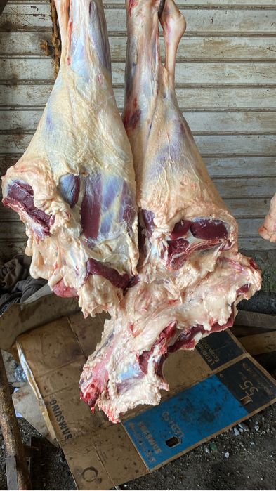 Телка продам по частям кг 3200