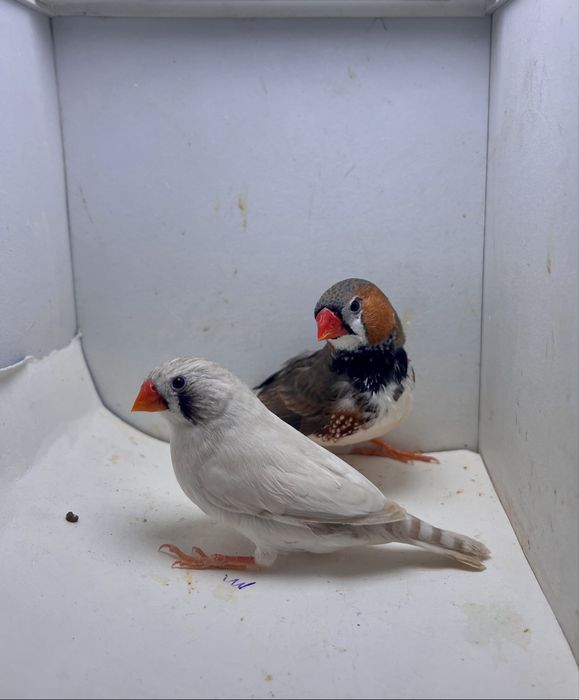 Amadinka Амадина Kanareyka