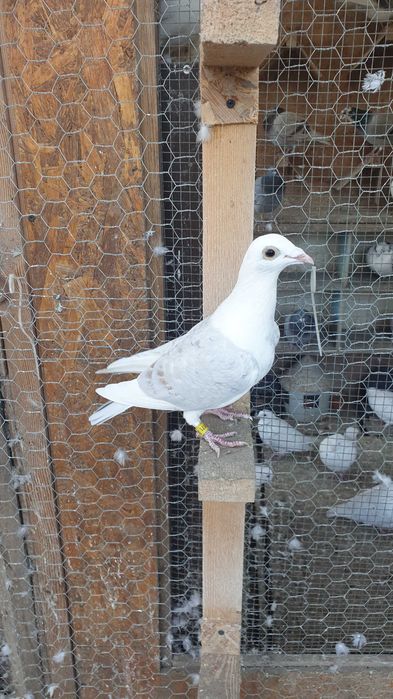 Ocazie! Vand 4 femele voiajor de concurs cu  super origini!