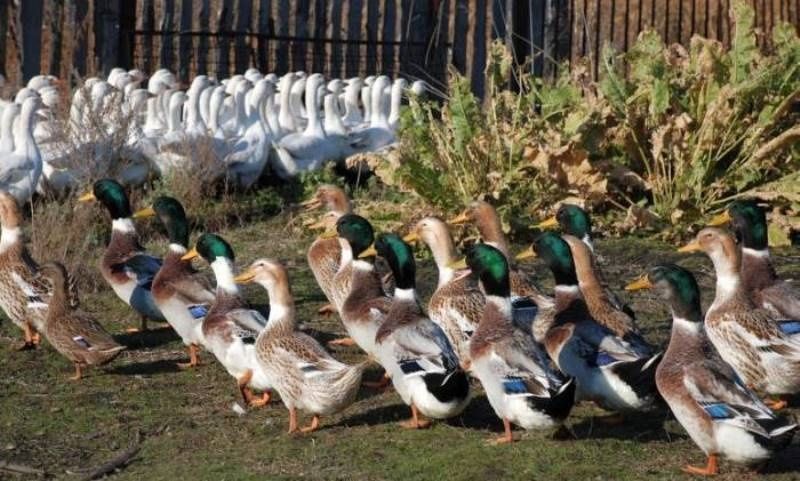 Утиное инкубационное яйцо в наличии