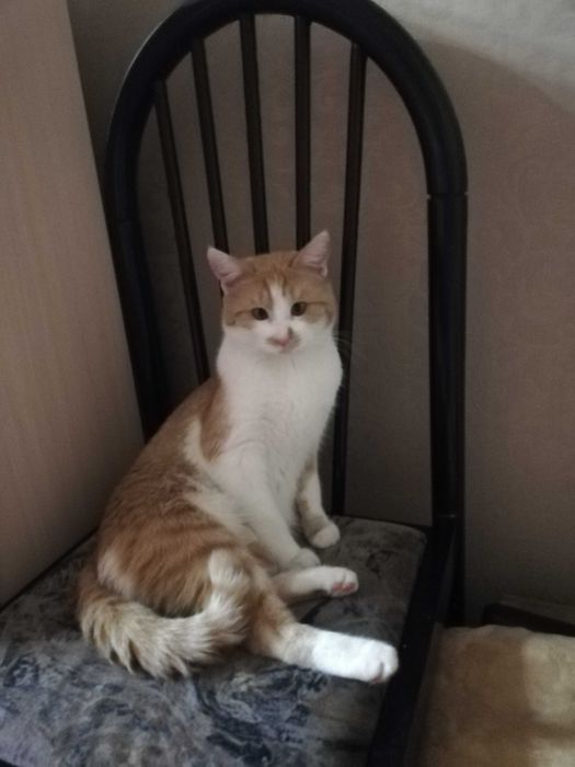 Потерялся кот Рыжик