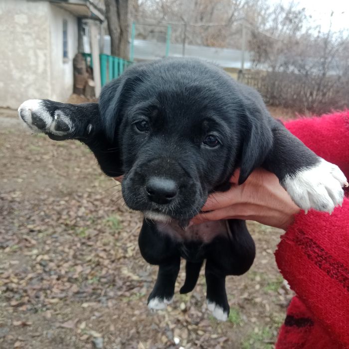 Щенки в добрые руки