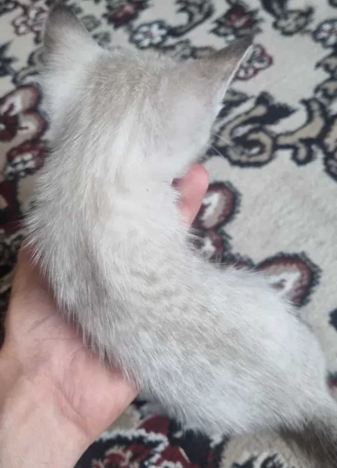 Домашние котята.