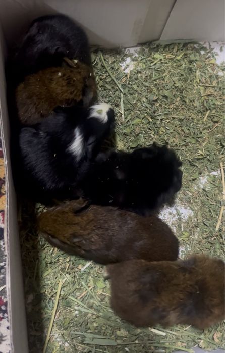 Морские свинки малыши