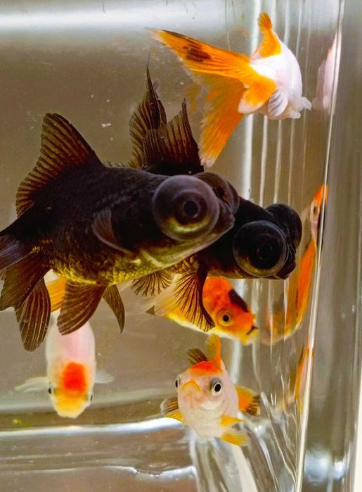 Породистые золотые рыбки бабочки и телескопы