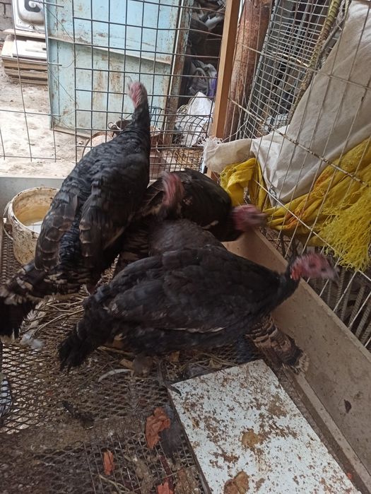 Kurka sotiladi индюки