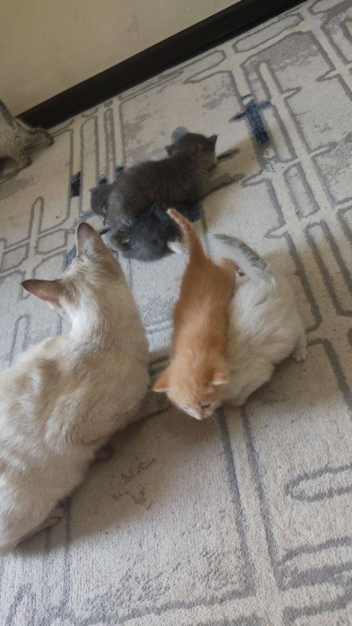 Кошка котенок сиамский договоримся