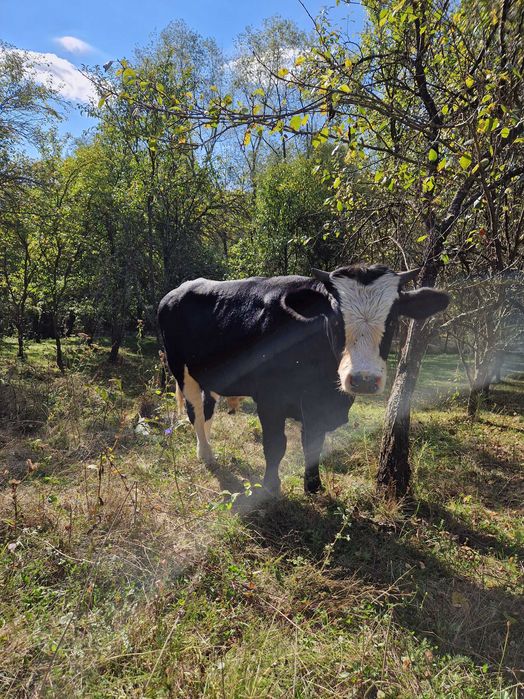 Vand taur preț 5700 lei