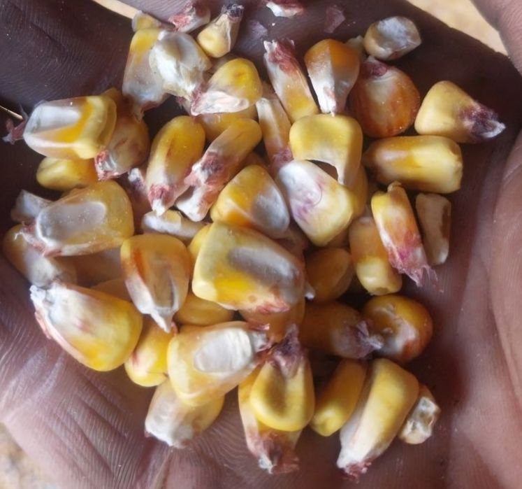 Porumb boabe 0.95 lei/kg