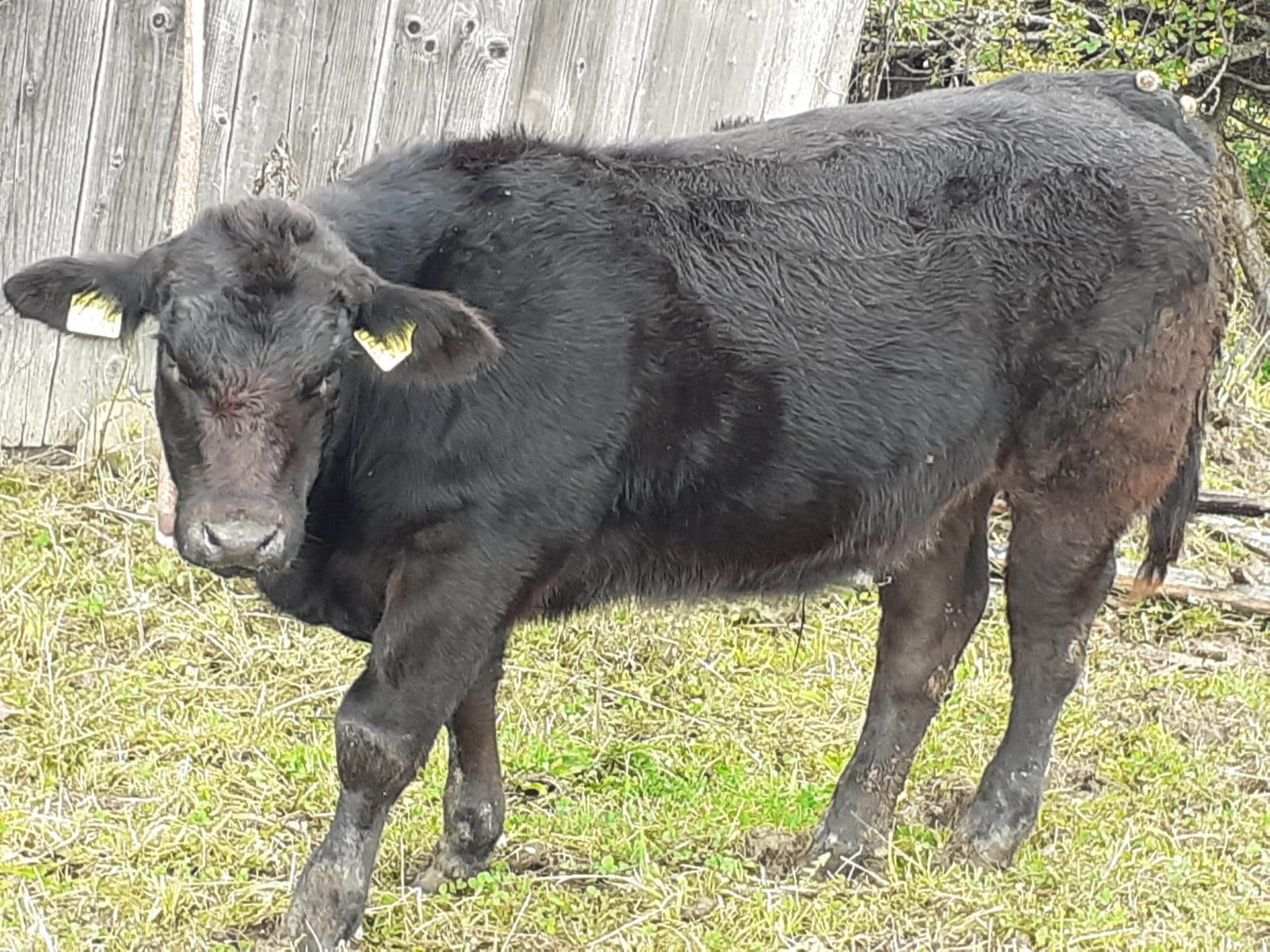 10 Tăurași aberdeen angus