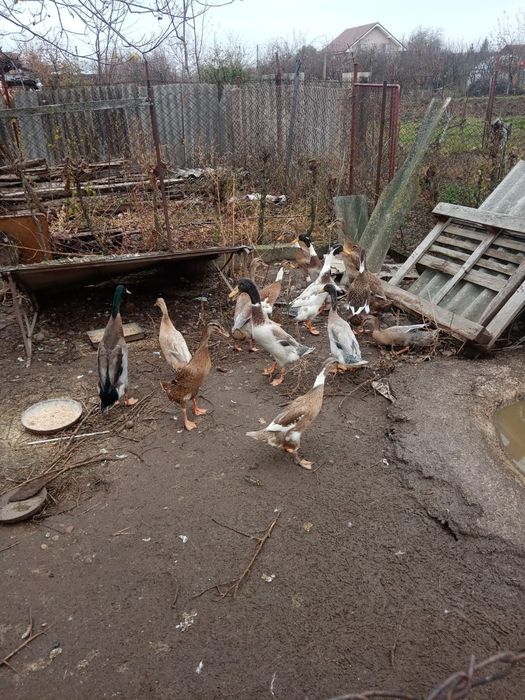 Vând rate alergătoare (indiene)