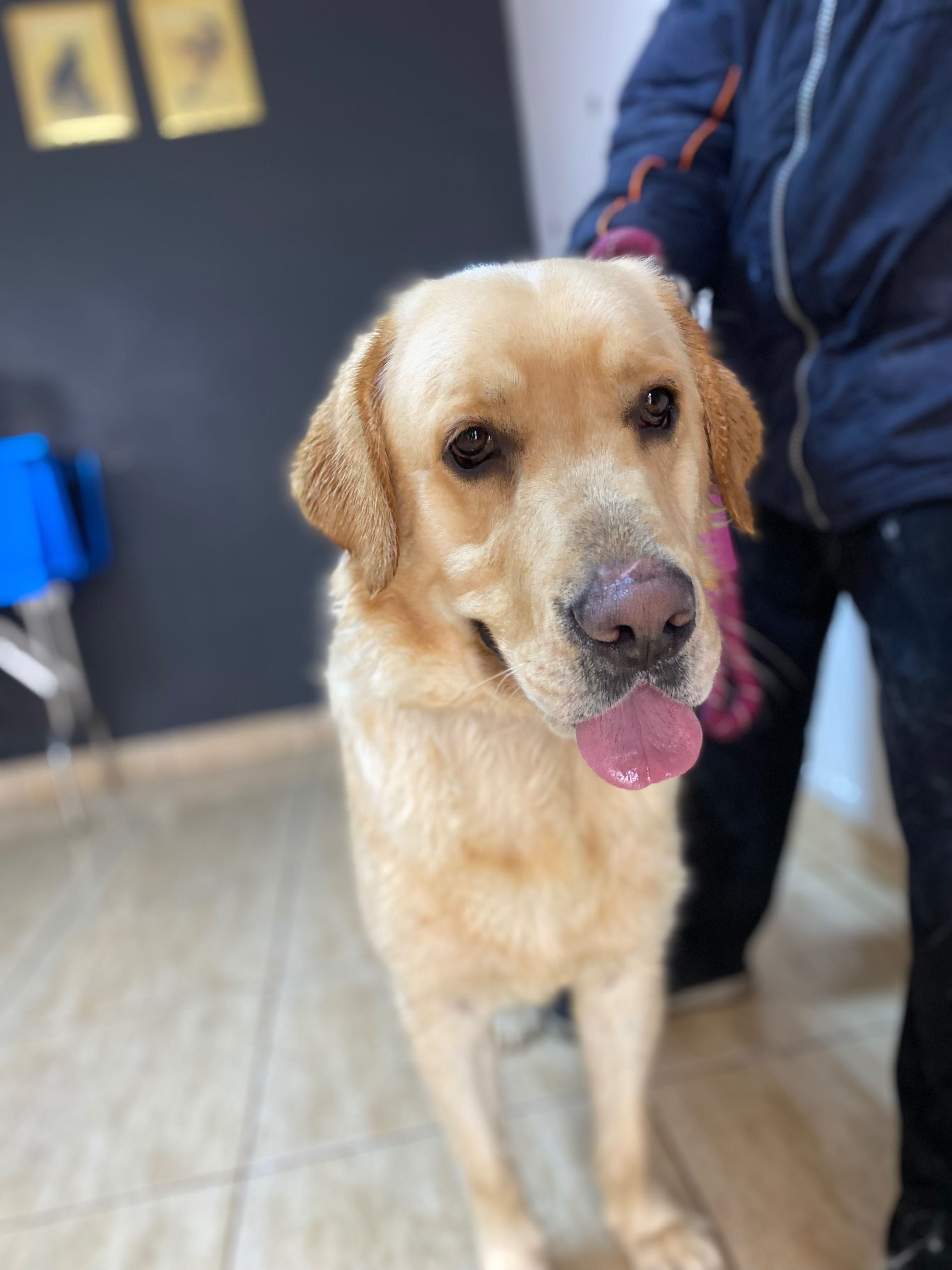 Frezerie Canină și Felină Galați !