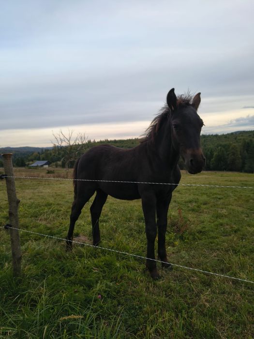 Manz armasar Frizian