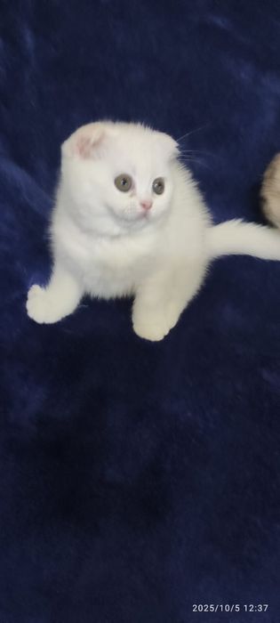 Scottish fold  albi femela și mascul.
