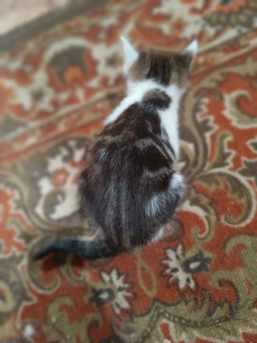 Срочно бесплатно котята
