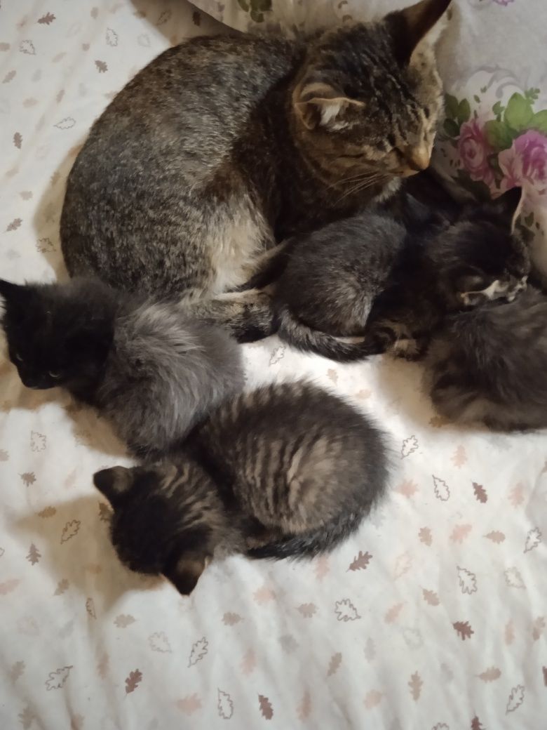 Tekinga mushuk mehrbon qollarga
