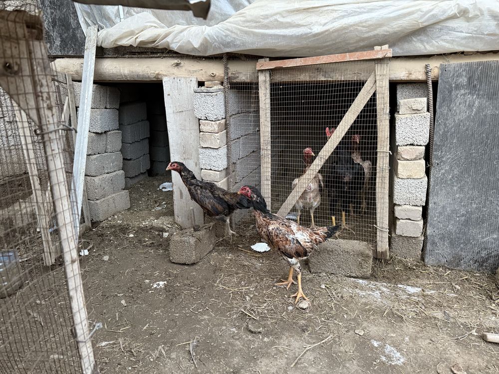 dakan tovula sotiladi boboqi zoti shamo turk giprit narxi oziga qarap