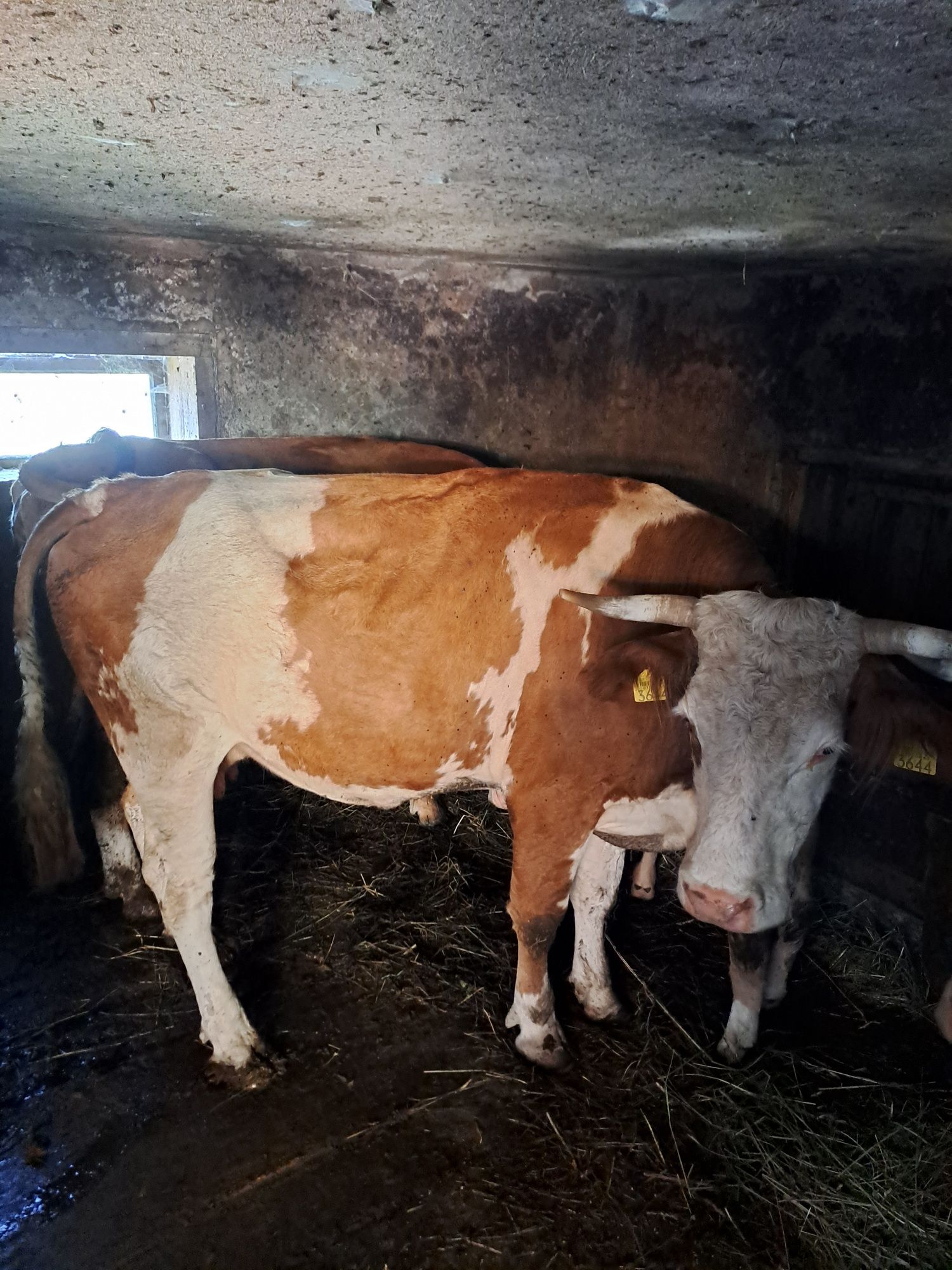 vând vaca bălțată