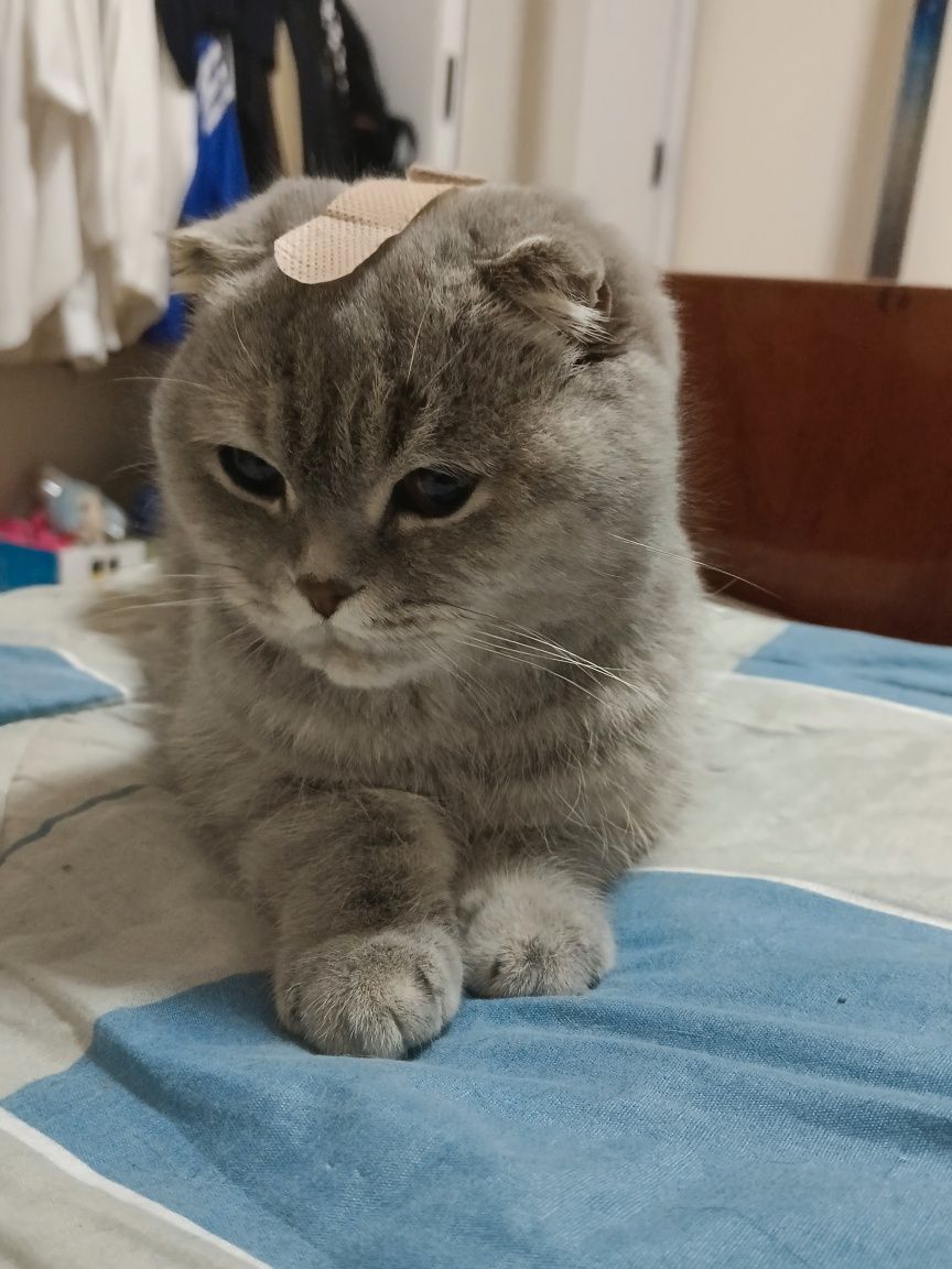 продам кошку породой Скоттиш фолд