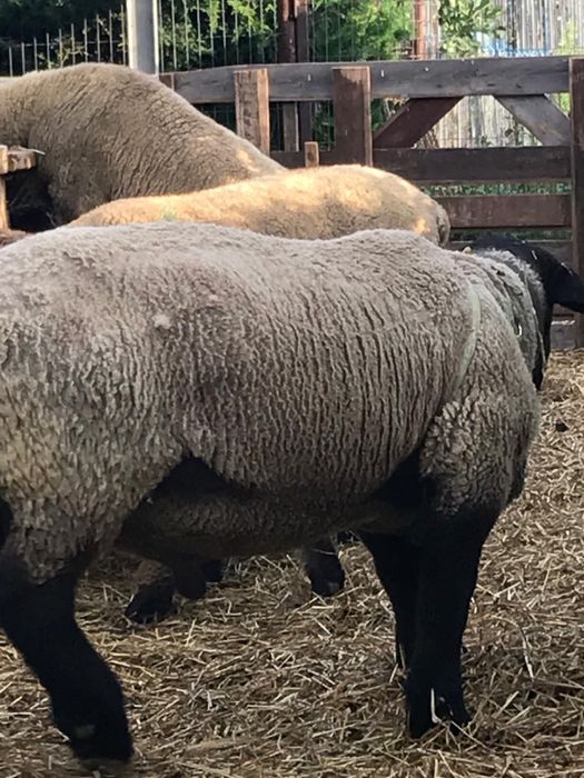 Oi gestante si Berbeci Suffolk