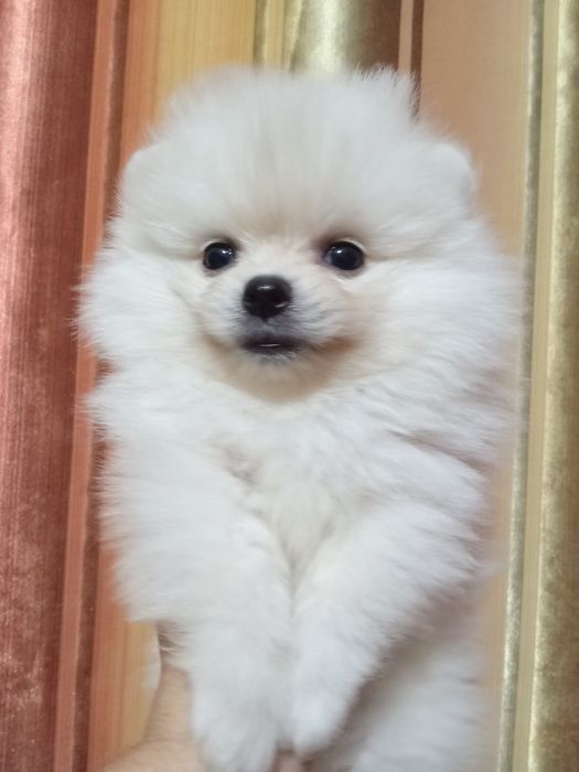 Щенки шпица мальчики и девочки