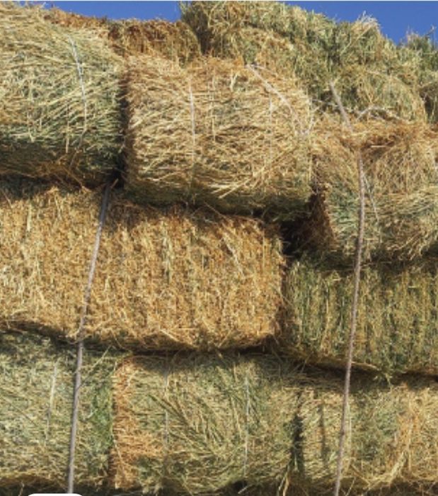 Жонышка бар жақсы пресстелген