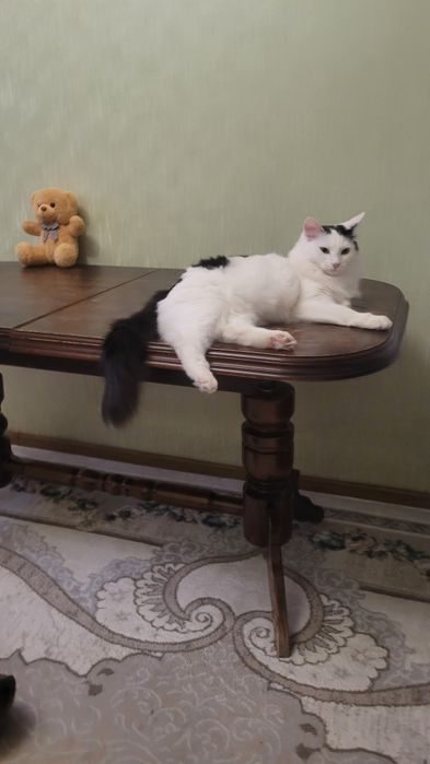 Кошечка 11 месяцев,стерилизованая.Умная, шустрая,игривая.Ходит в лоток