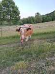 Vaca baltata romaneasca fatata recent
