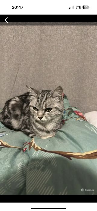 Породистая кошка