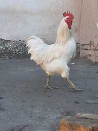 Джерсирский гигант белый цыплята