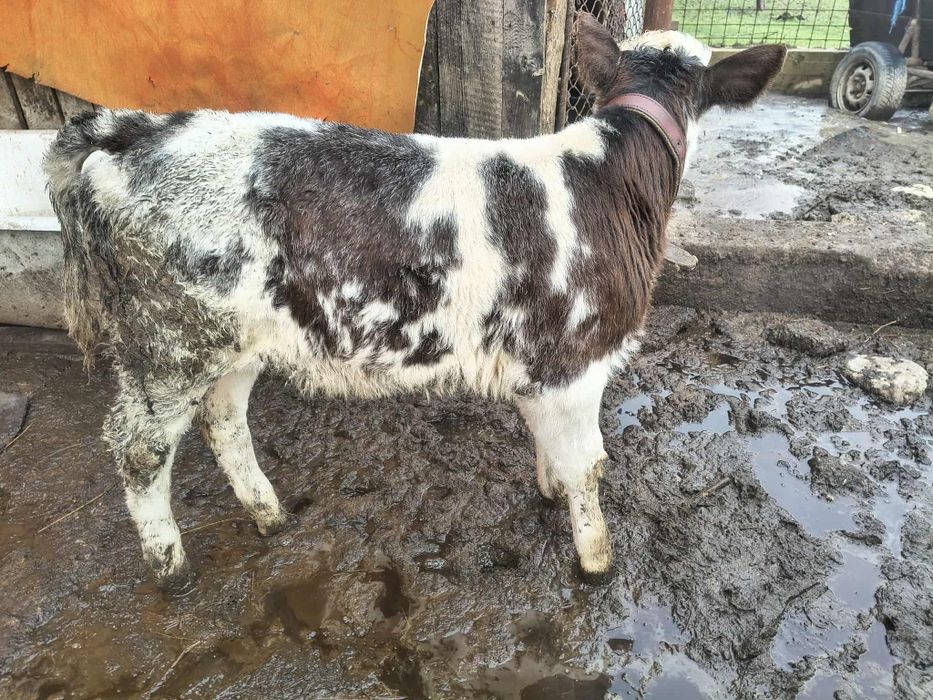 Vând vitea belgiană cu vârsta de 2 luni