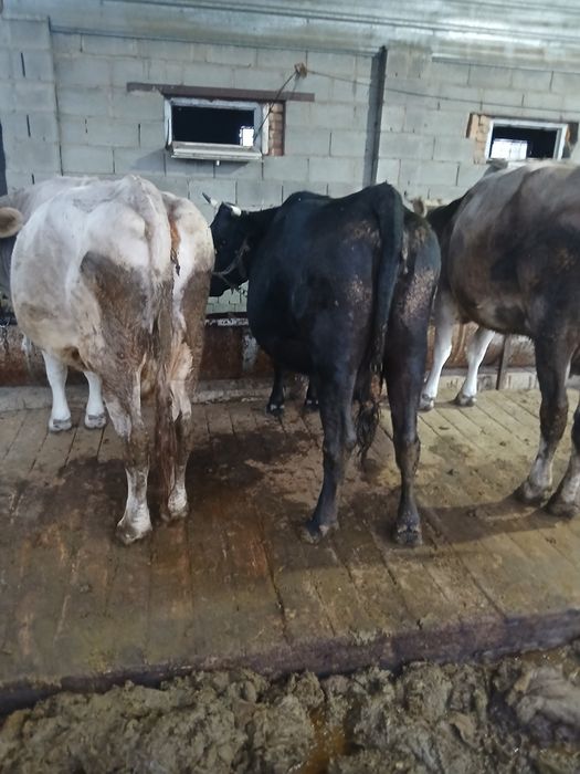 Продам доиных коров