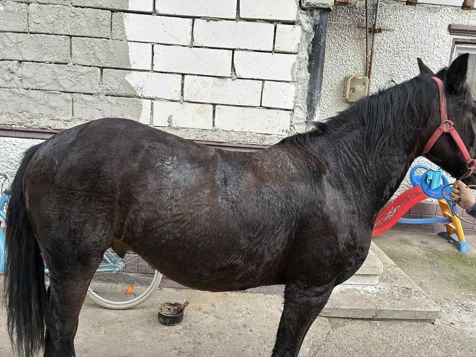 Vand cal vârstă 10 ani cuminte