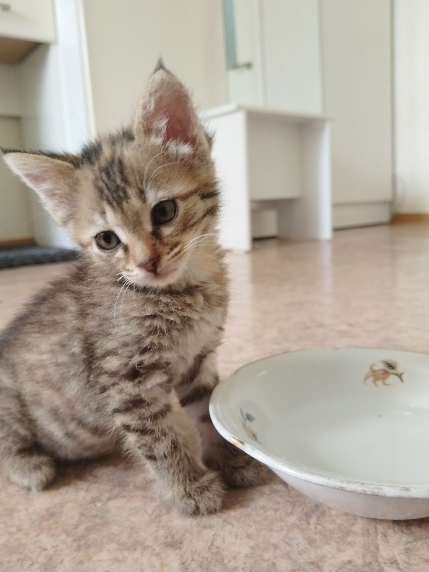 Отдам котят в добрые руки