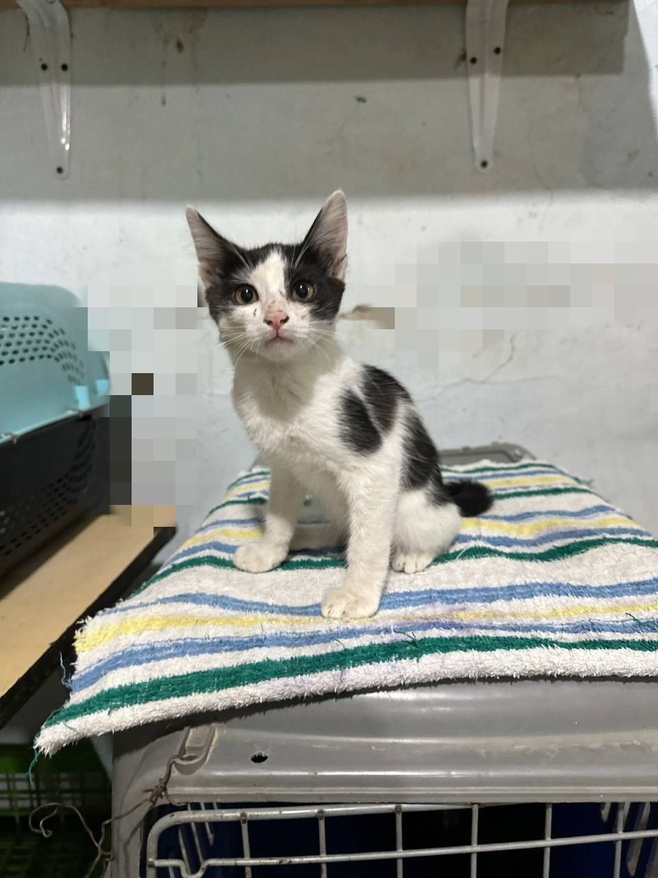 Пристраиваются котята