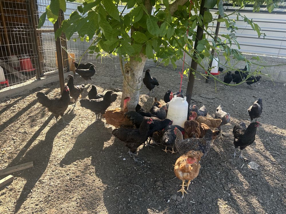 Vand gaini Australorp an 2025
