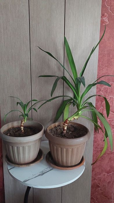 Продам Аглаонему, Калатею, Фиттонию, Юкку