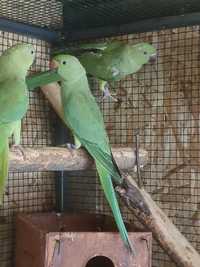 Papagali micul Alexandru verde