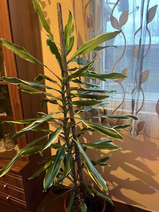 Голяма палма Драцена